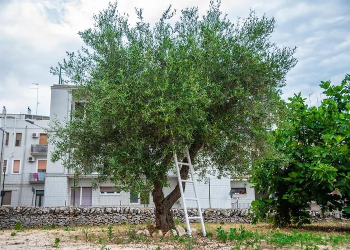 Trulli Dimora Palmisano 洛科罗通多